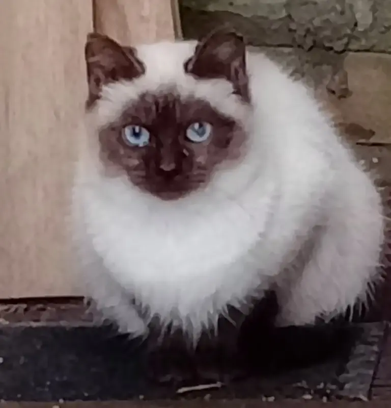 Отдам котенка в хорошие руки