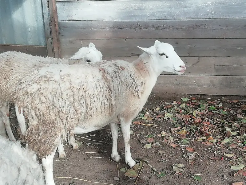 овцы