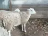 овцы