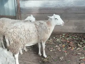 овцы