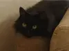 Домашняя кошка ищет дом!