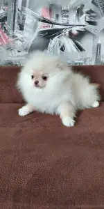 Померанский шпиц щенки мини мишка разных окрасов