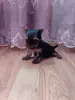 Девочка йоркширского терьера