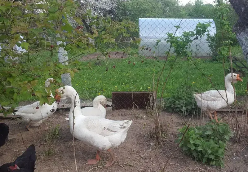 Гуси семья 1+3