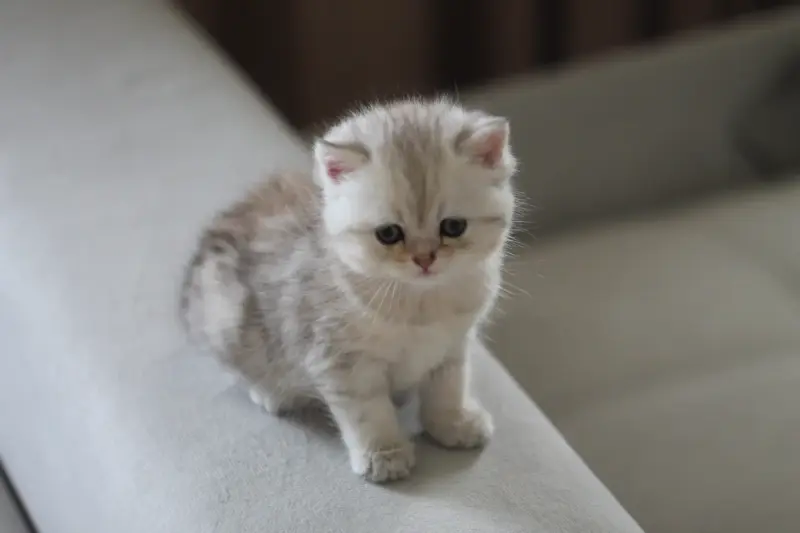 котята