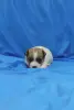 Щенки Джек Рассел терьера
