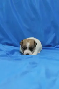 Щенки Джек Рассел терьера