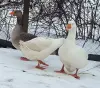 гусята