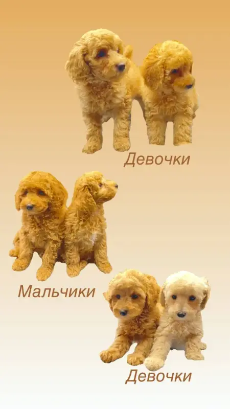 Пудель