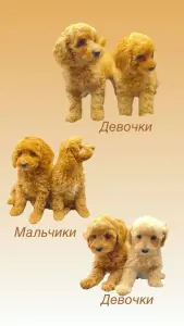 Пудель