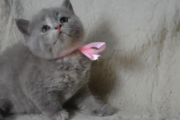 Шотландские Вислоухие и Прямоухие Котята