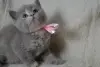 Шотландские Вислоухие и Прямоухие Котята