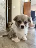 вельш корги пемброк