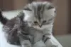 котята