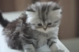 котята