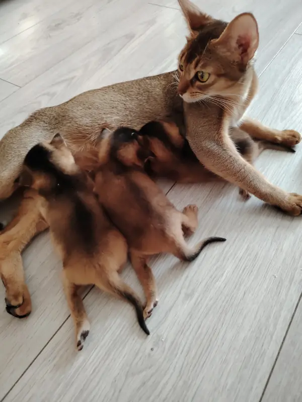 Котята