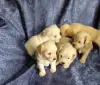 Мальтипу... щенки