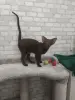 Ориентальные котята