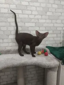 Ориентальные котята