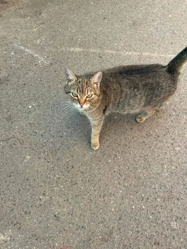 Кошка и котята в дар