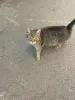Кошка и котята в дар