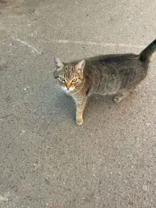 Кошка и котята в дар