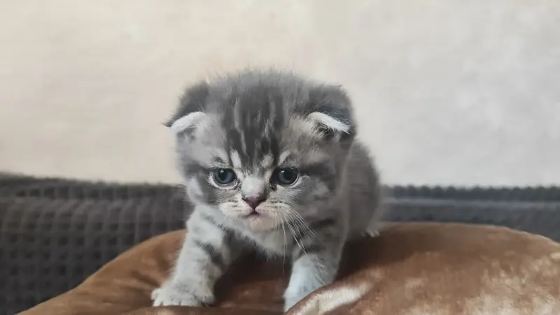 Котята шотландские