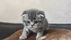 Котята шотландские