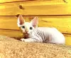 Канадский сфинкс котята, голенькие, ласковые, красивых окрасов