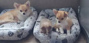Чишка щенки