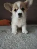 Корги