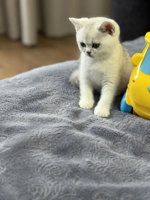 Шотландский прямоухий котенок
