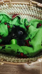Котенок