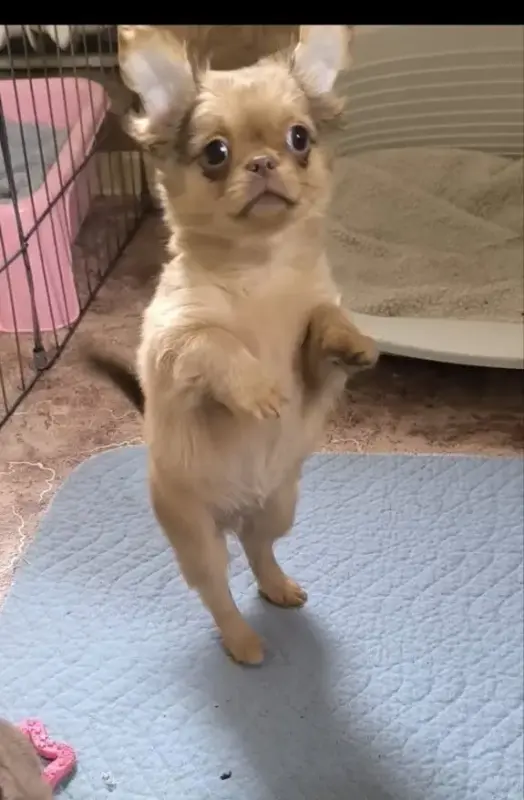 Милейший чихуахуа ребенок - Вся Беларусь - 202699 - Доска объявлений Kupika.by - Фото 2