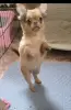 Милейший чихуахуа ребенок