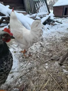 Петушки