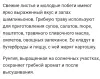Готу Кола, Кулантра, Шиссо Перилла, Кан Куа. Травы витаминные.