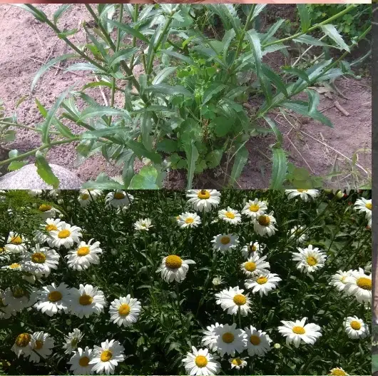 Лилии,ромашка,пион,крыжовник,Ежевика,