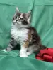Мейн-Кун чистокровные котята