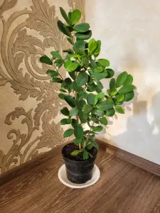 Фикус ''Мокламе''