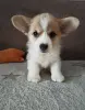 Корги