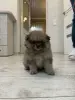 Померанский шпиц