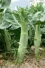 Китайская брокколи капуста. Семена.