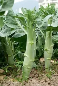 Китайская брокколи капуста. Семена.