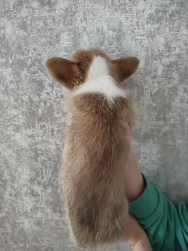 Корги