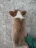 Корги