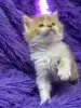 Мейн-Кун чистокровные котята