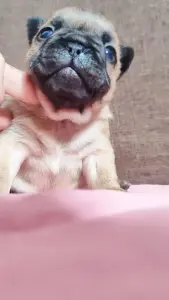 щенки французского бульдога