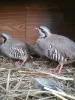 Яйцо кеклика инкубационное