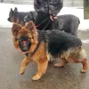 Дрессировка собак. Услуги кинолога - зоопсихолога